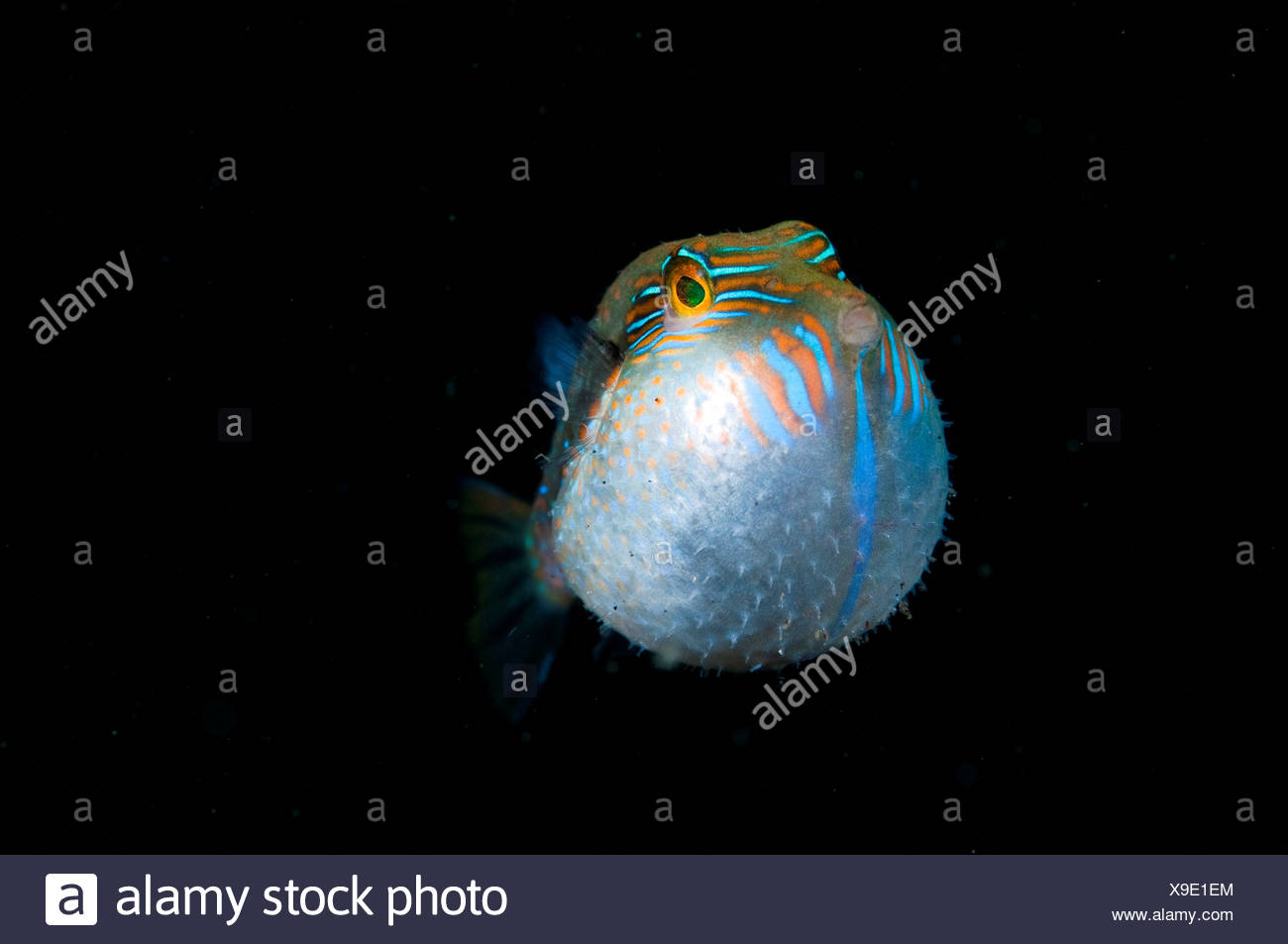 Whitebelly Toby, Canthigaster bennetti, Freed from capture puffed up swimming, Lembeh Strait, Sulawesi, Indonesia Stock Photo