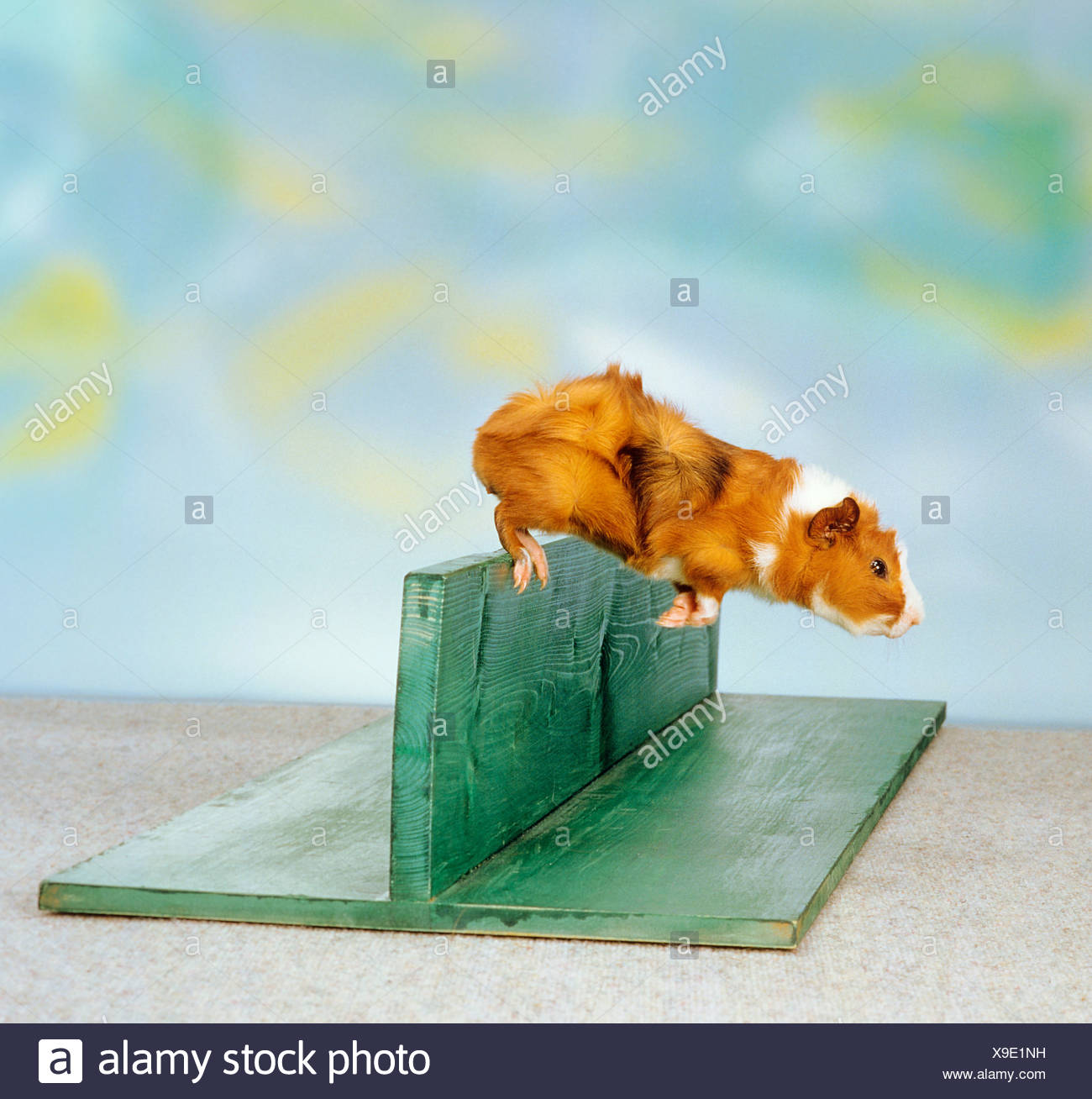 Rosette Guinea Pig High Resolution Stock Photography and Images Alamy