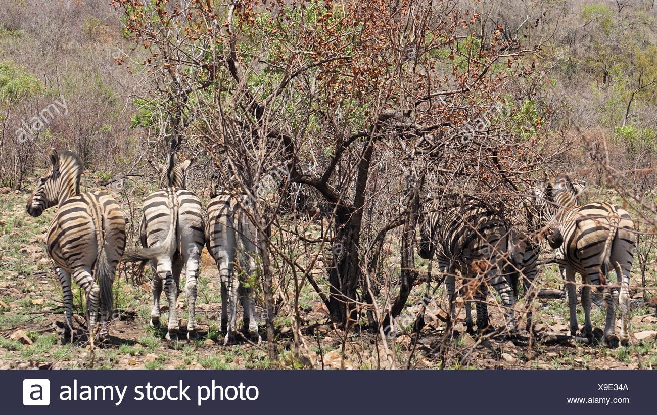Zebra Tree Shade Stock Photos & Zebra Tree Shade Stock Images Alamy