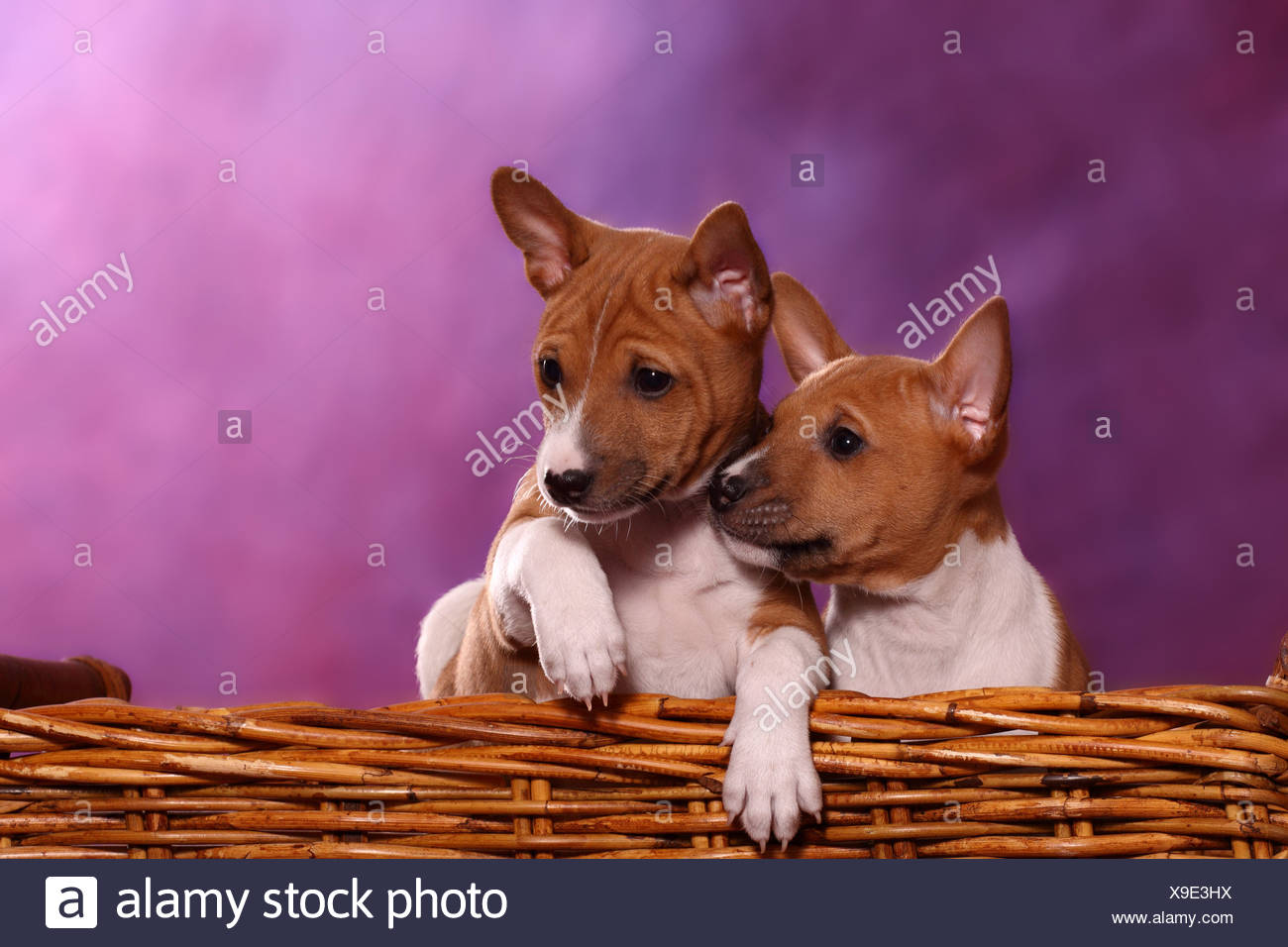 55+ Basenji Puppies