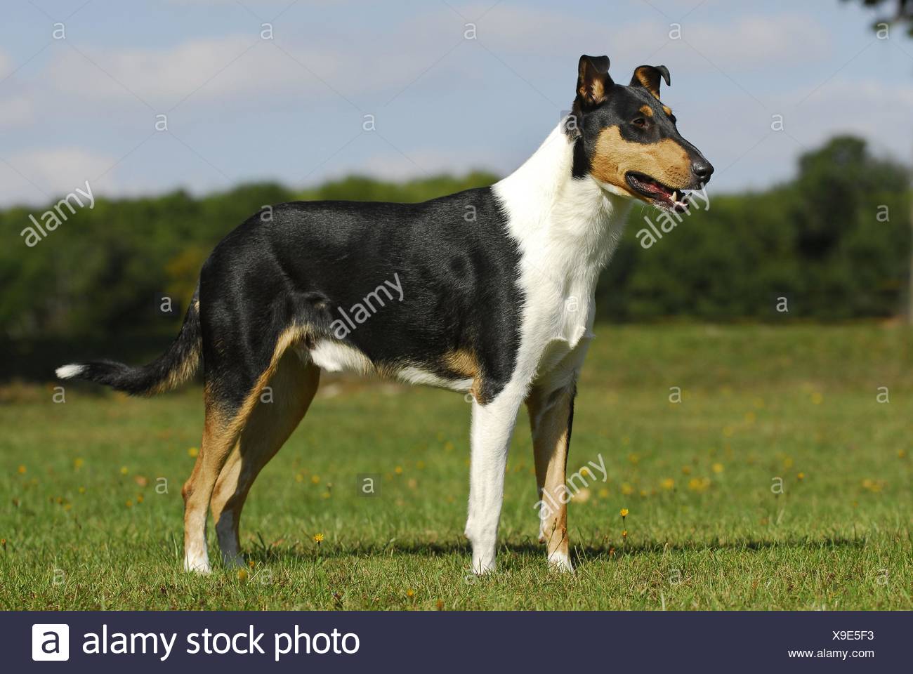 Shorthaired Collie Stock Photo 281209463 Alamy