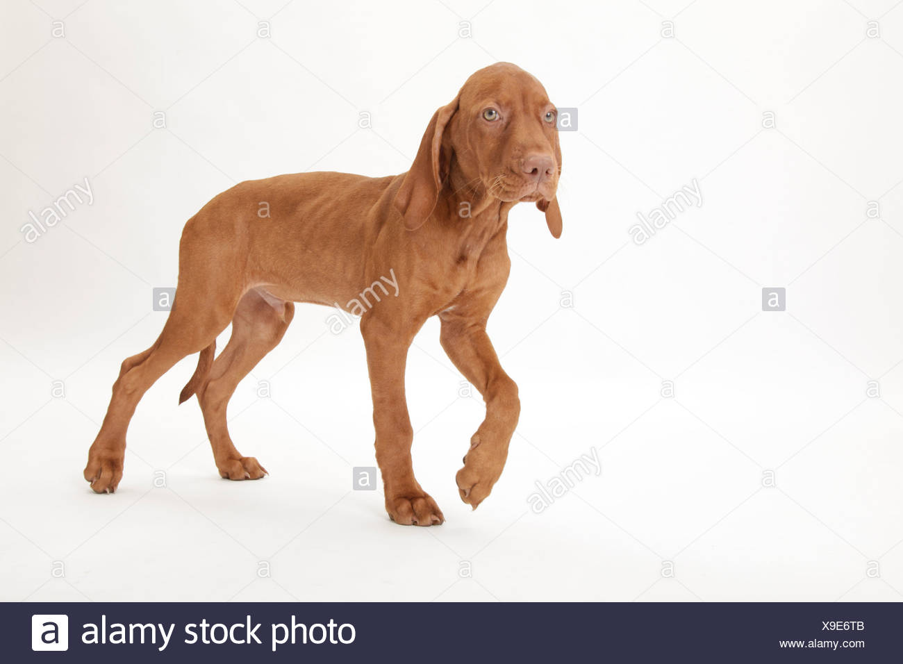 Smooth Haired Hungarian Vizsla Canis Lupus Familiaris Puppy