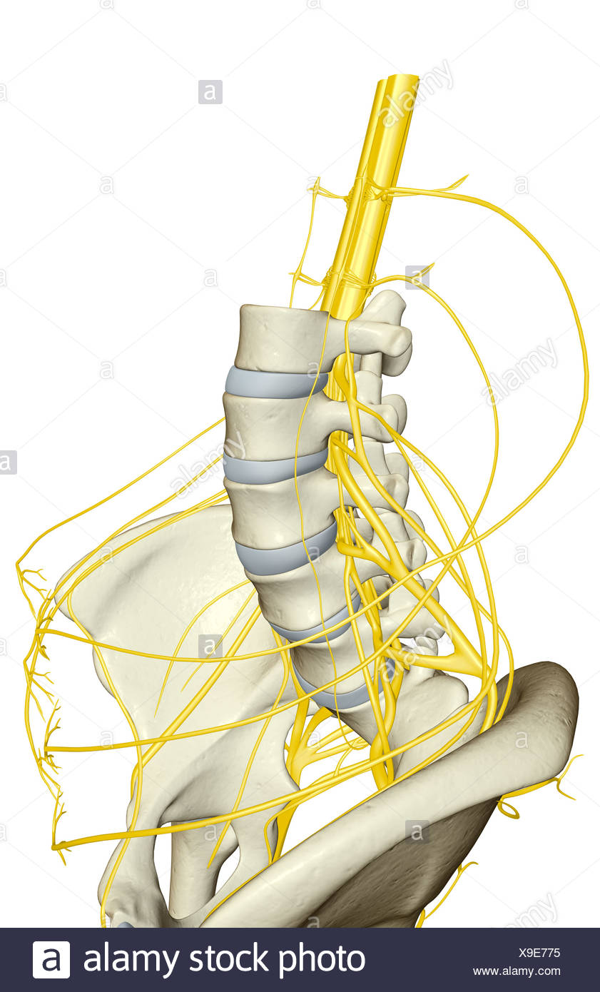 Ilioinguinal Nerve Stock Photos & Ilioinguinal Nerve Stock Images - Alamy