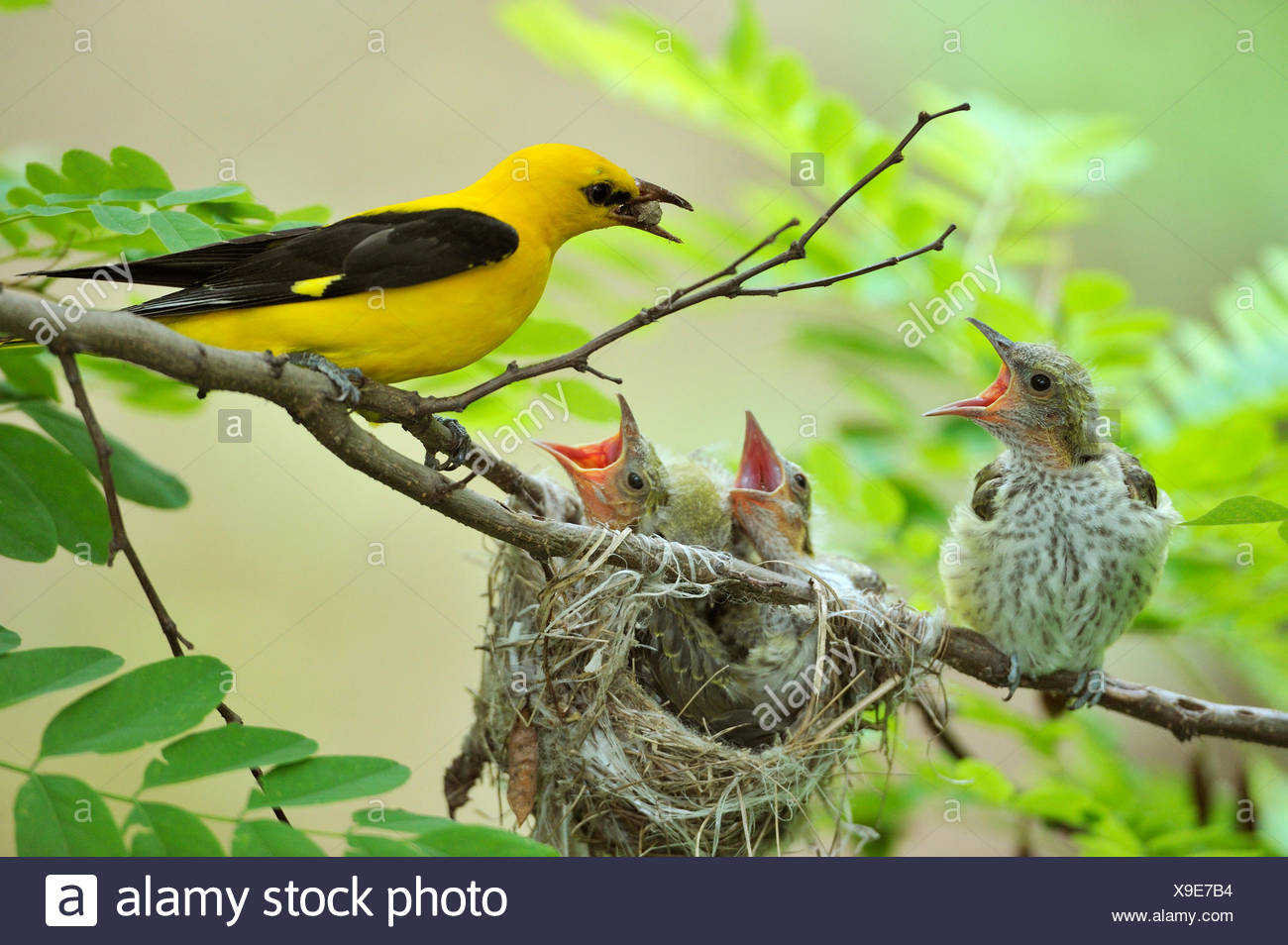 Golden Orioles Oriolus Oriolus Young Bird Chick Begging Adult Male Feeding The Birds With A White Mulberry Stock Photo Alamy