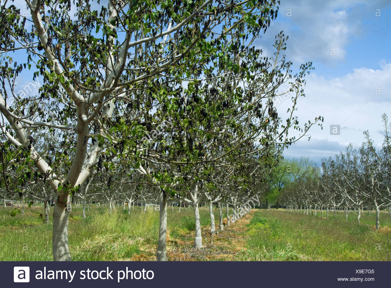 Agriculture - Damage walnut trees caused by a heavy unusual Spring freeze / near Dairyville, California, USA. Stock Photo