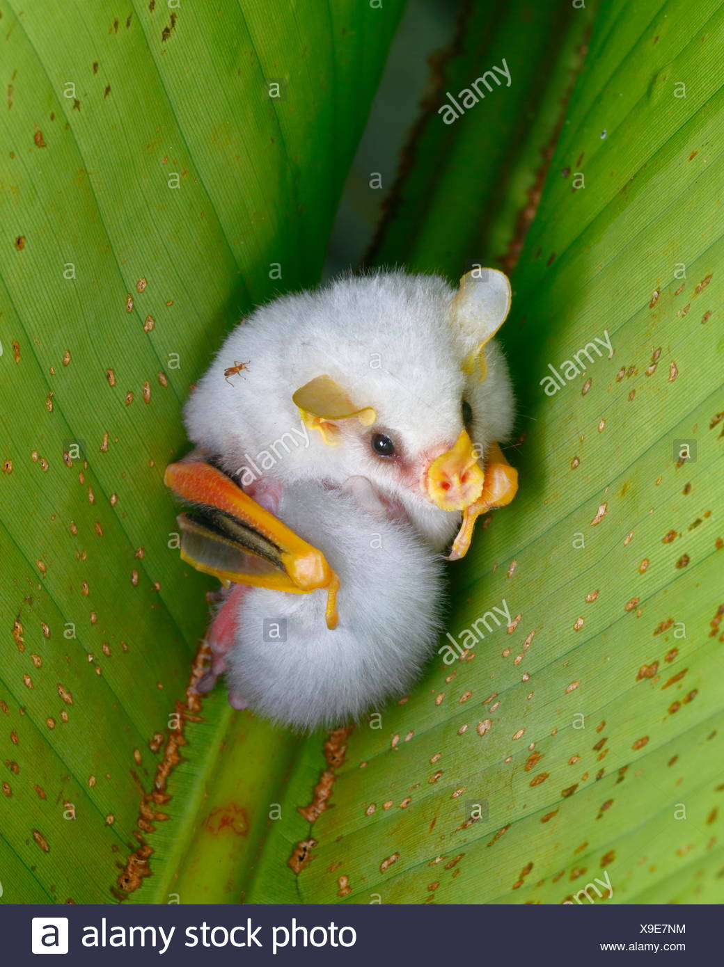 Baby Bats High Resolution Stock Photography and Images Alamy