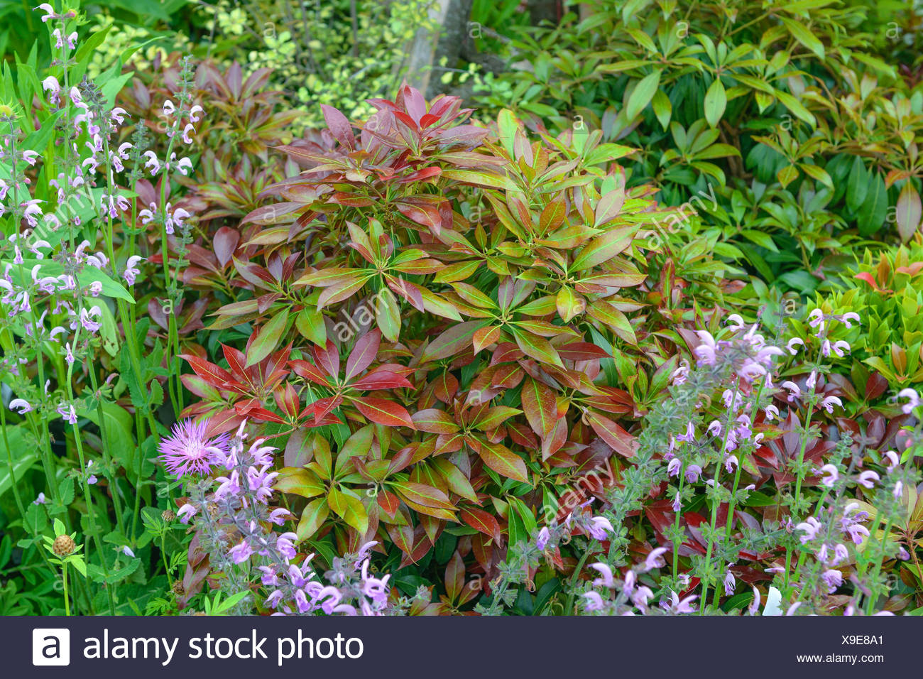 Pieris Japonica Katsura High Resolution Stock Photography And Images Alamy