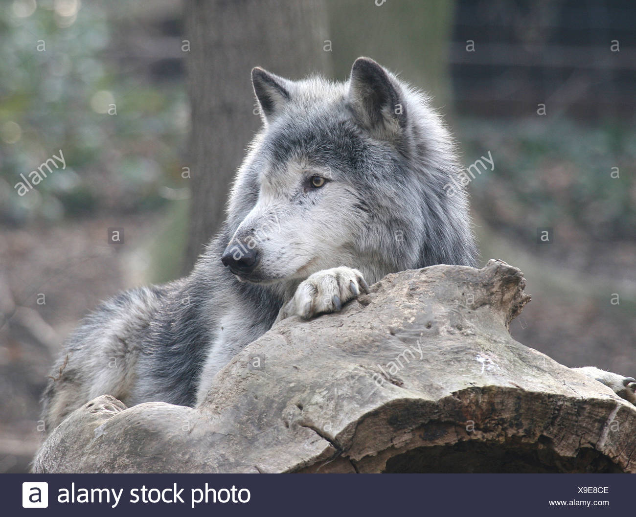 Grey Wolf Sitting On Rock High Resolution Stock Photography and Images ...