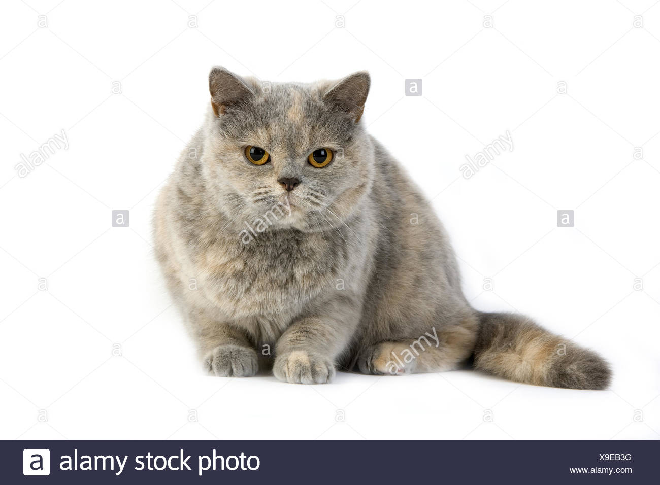 Blue Cream British Shorthair Domestic Cat Female Against White