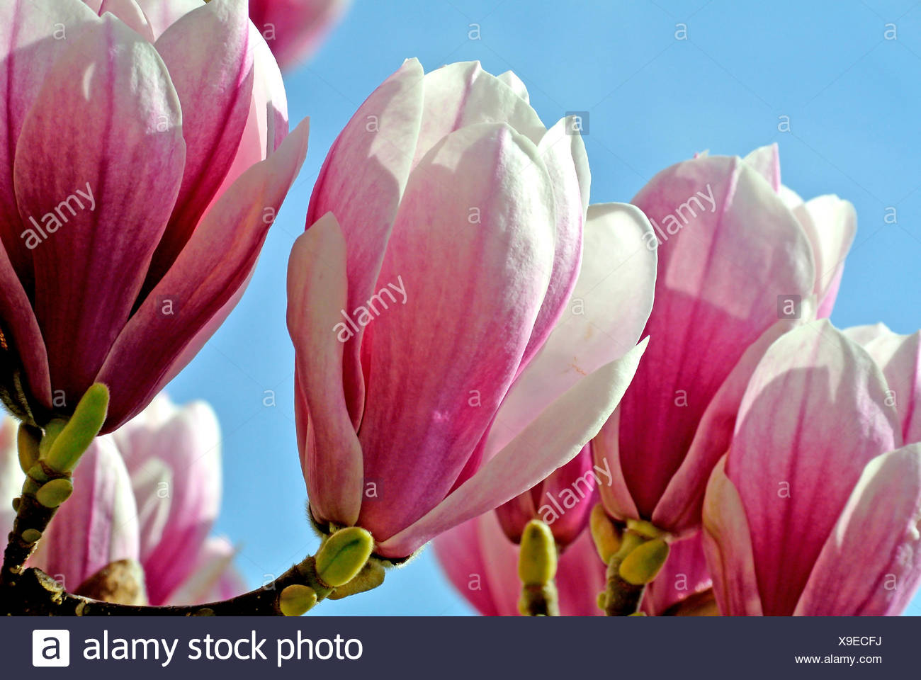 Magnolien Blute Stock Photo 281214966 Alamy