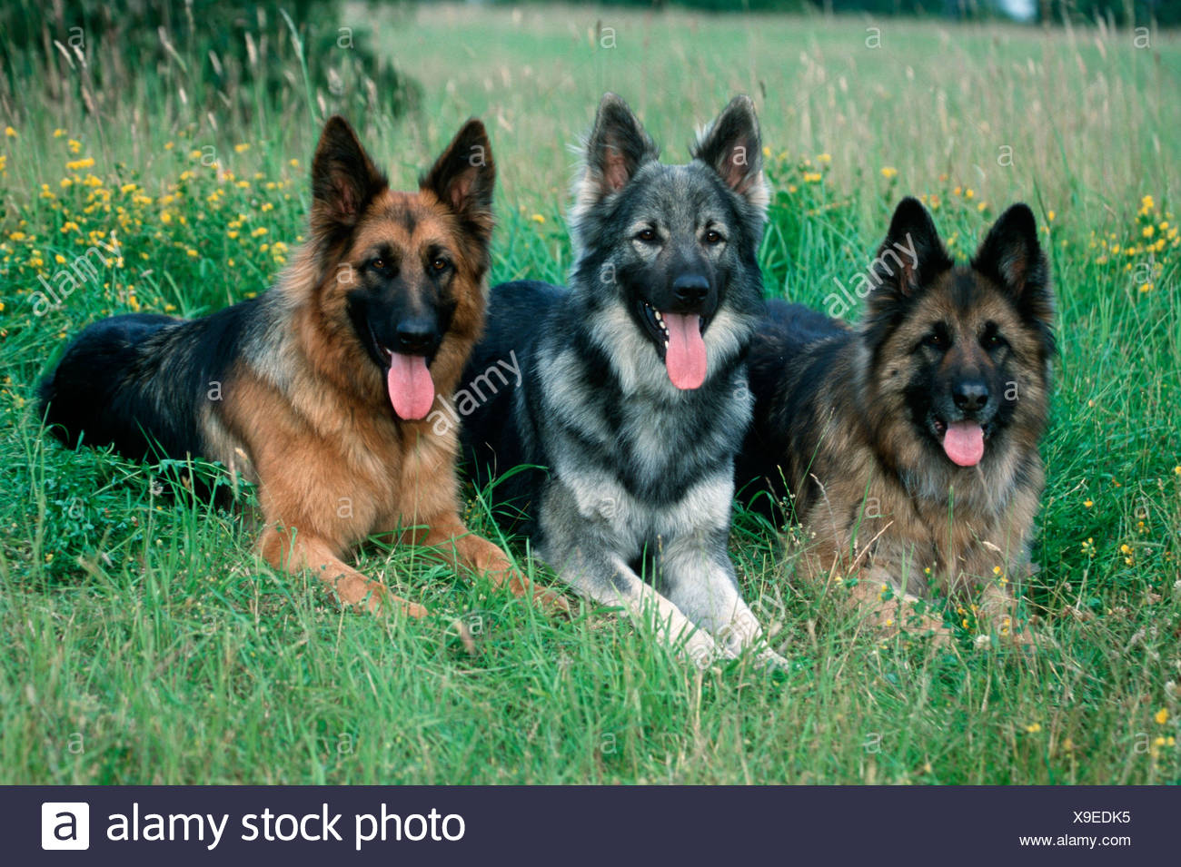 Schaeferhund High Resolution Stock Photography And Images Alamy