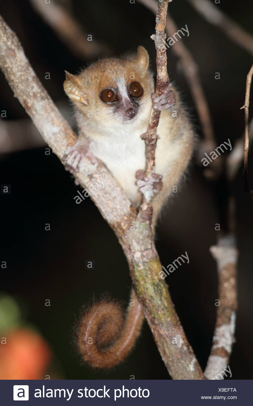 Animal Primate Mammal Lemur Mouse Lemur Lemur Endemic Nocturnal Dry Deciduous Forest Daraina Madagascar Africa Isl Stock Photo Alamy