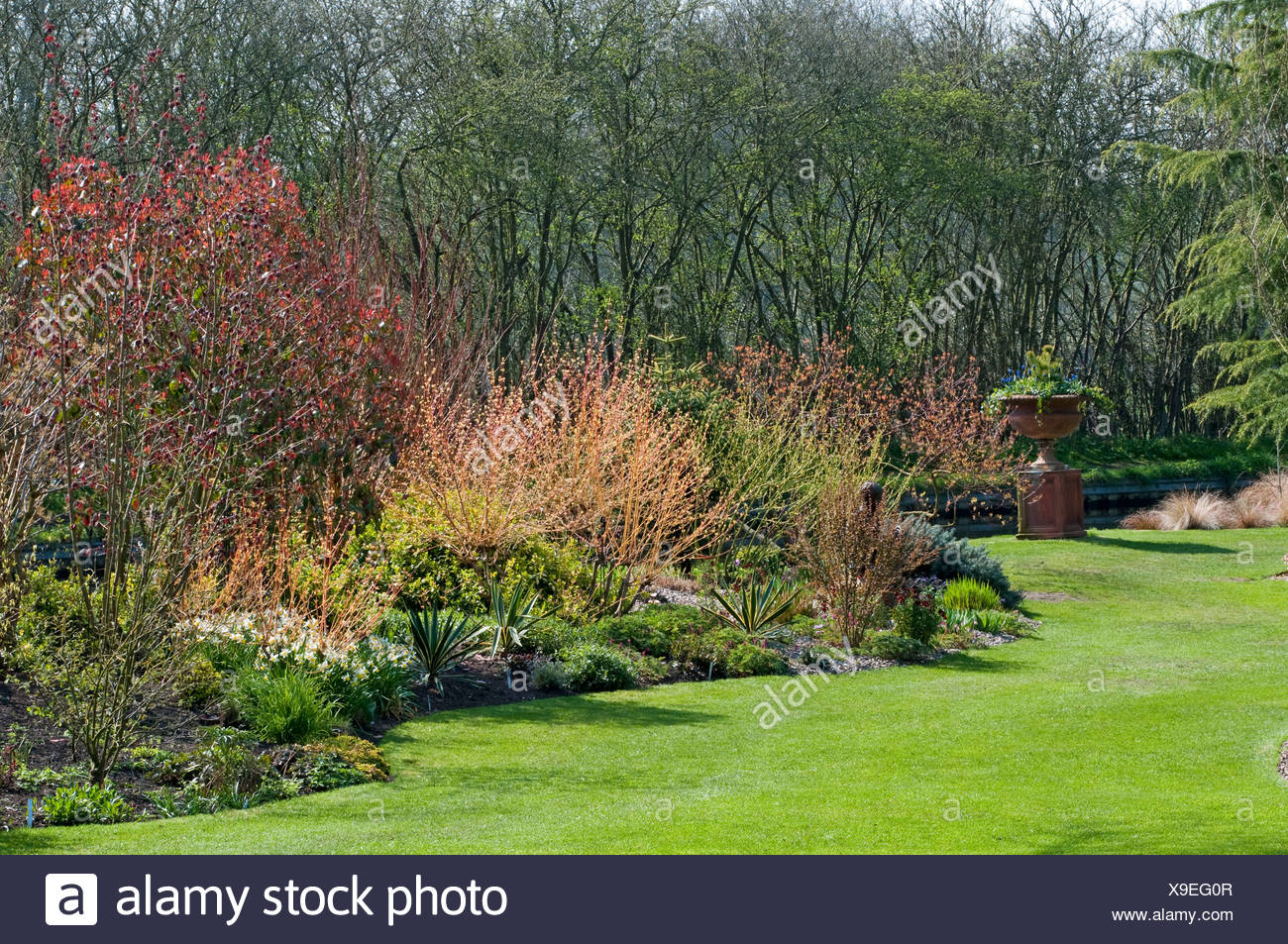 Spring Garden At Ashwood Nurseries Kingswinford John Massey S Garden With Stem Colour And New Foliage In Spring Stock Photo Alamy