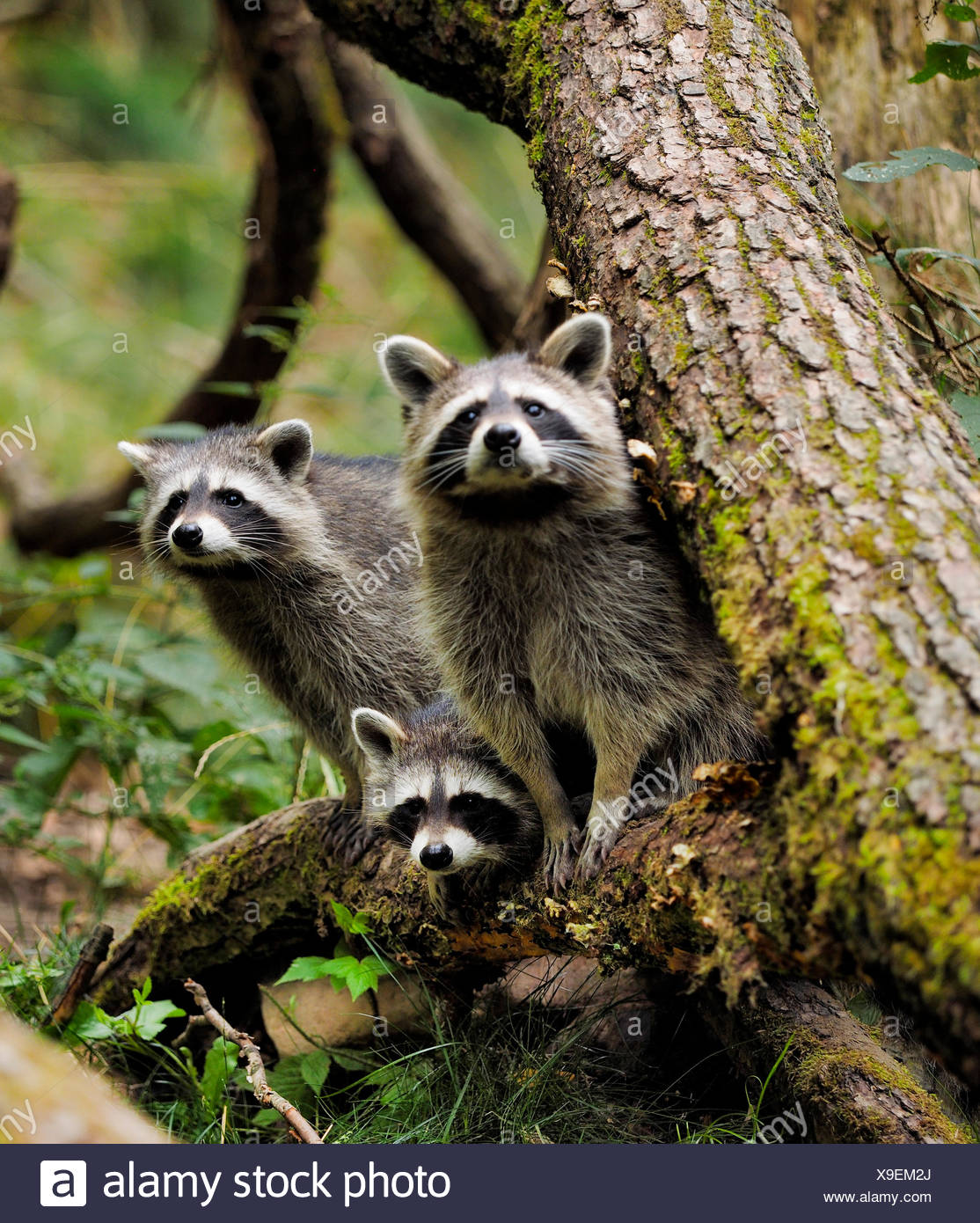 Three Racoons High Resolution Stock Photography and Images - Alamy