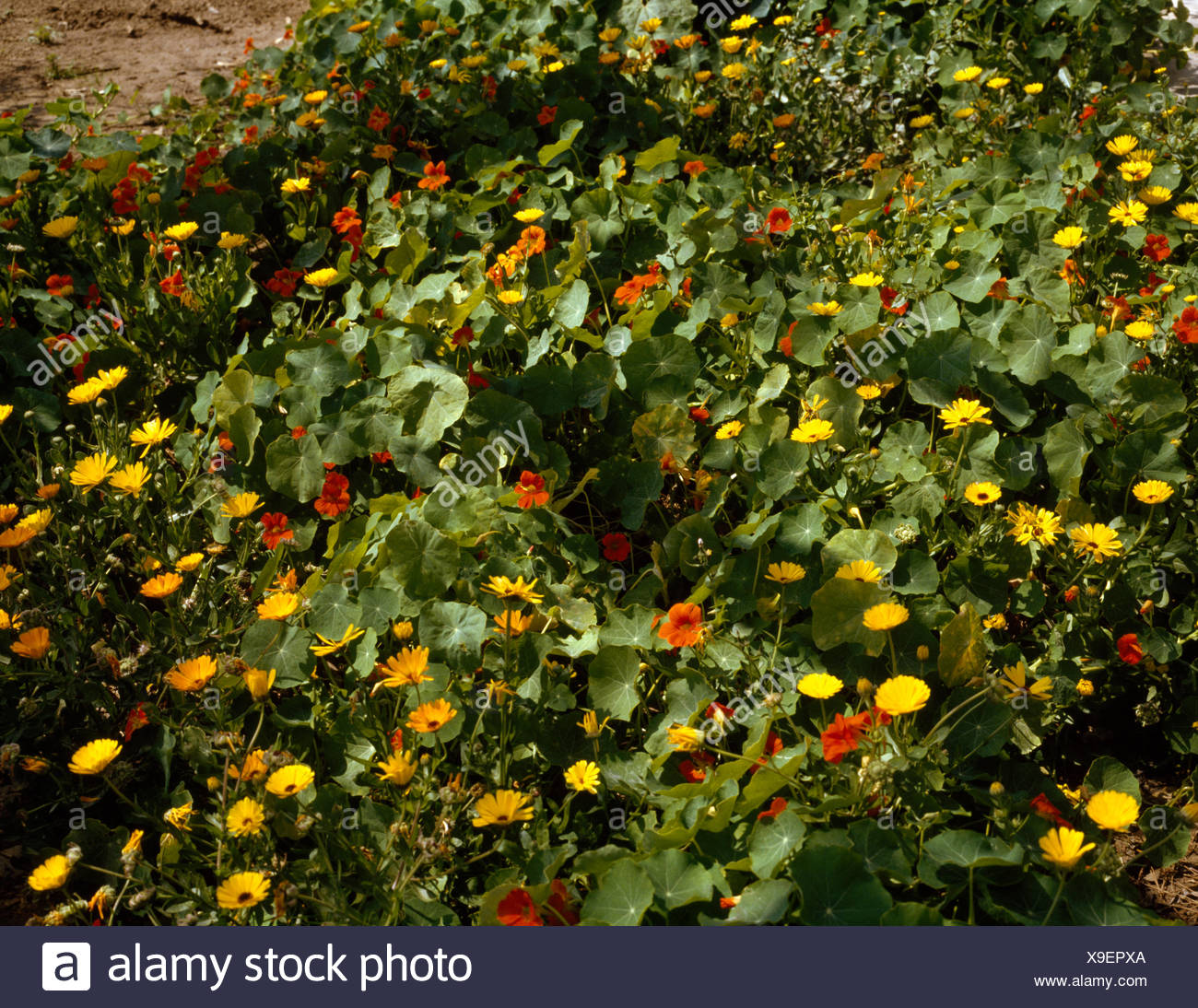 Summer Border Marigolds High Resolution Stock Photography and Images