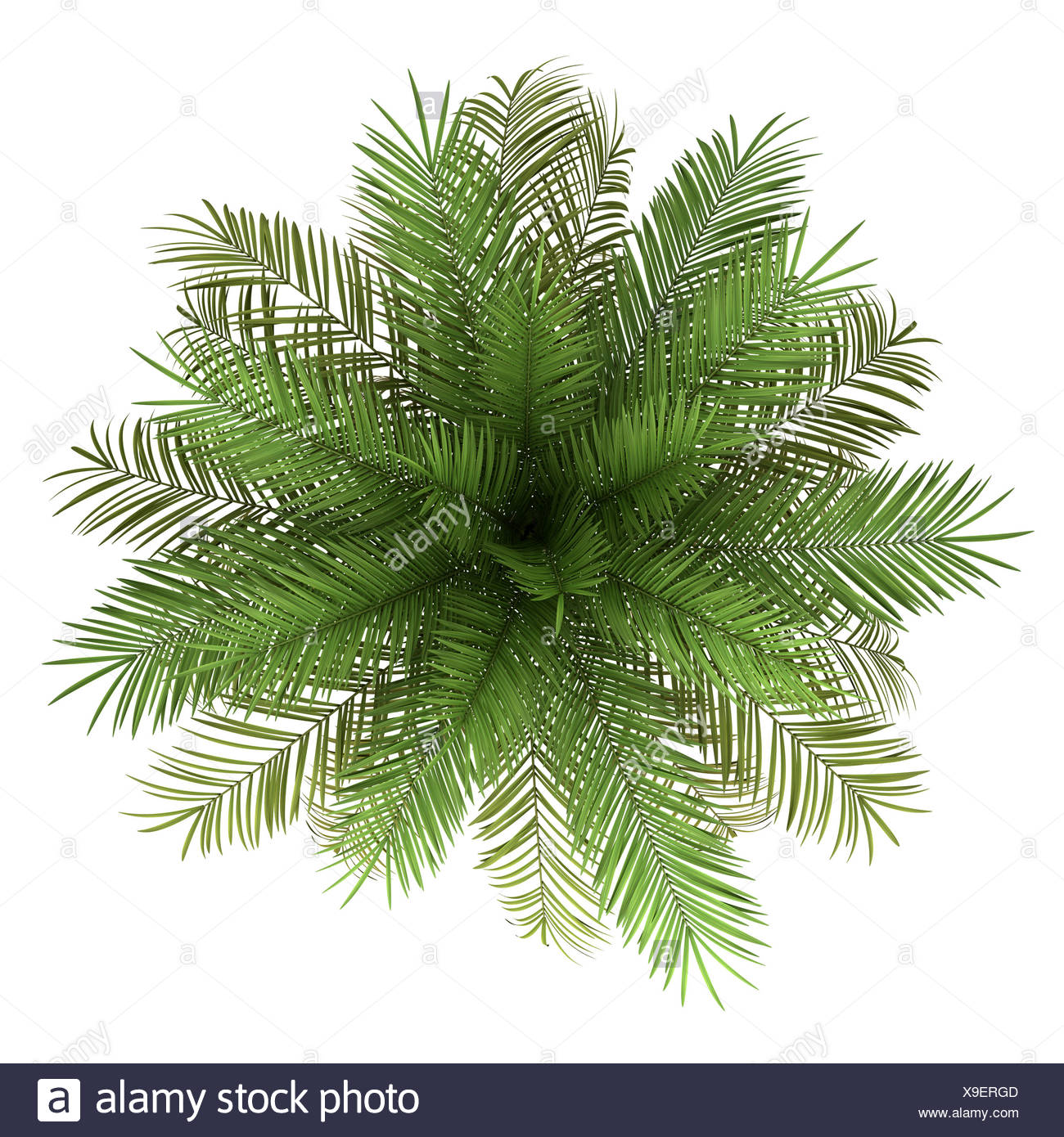 Top View Of Date Palm Tree Isolated On White Stock Photo Alamy
