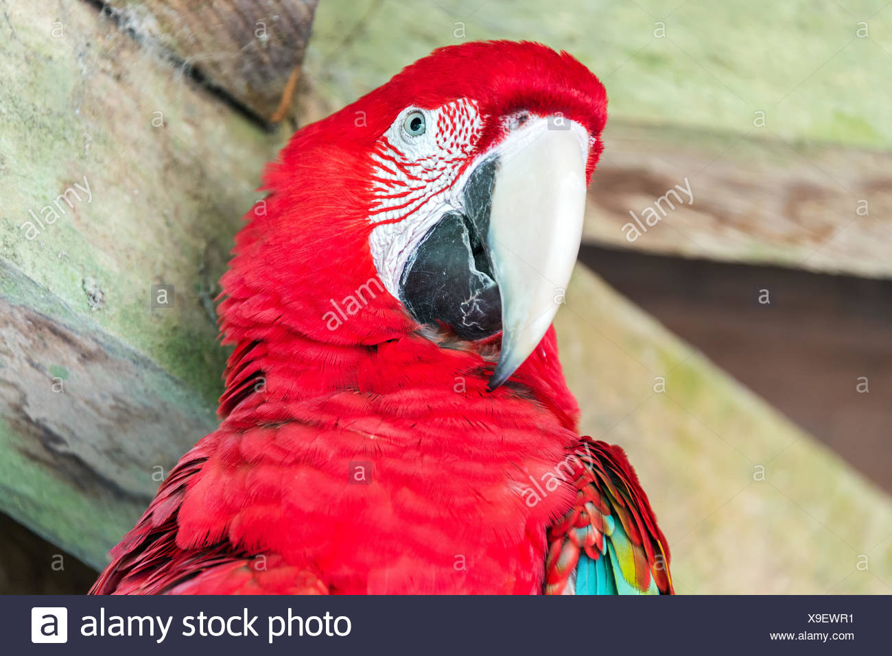 Closeup View Of A Scarlet Macaw In Madidi National Park In The Amazon Rainforest In Bolivia Stock Photo Alamy
