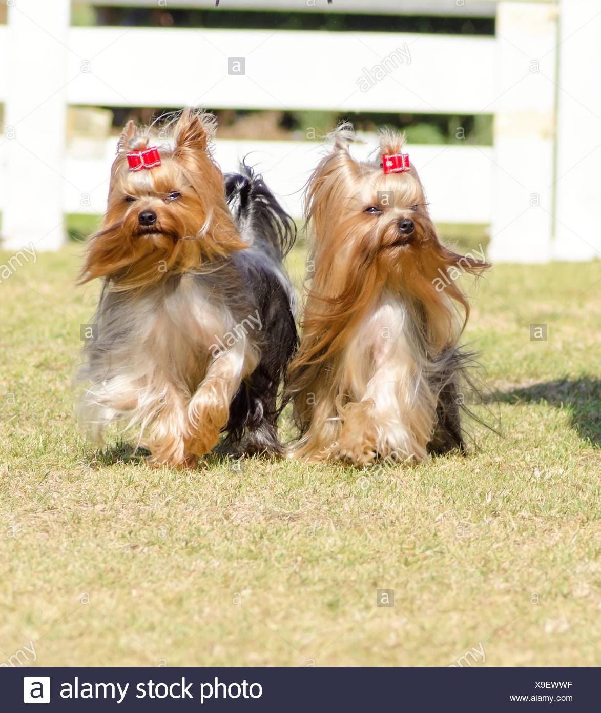 A Portrait View Of Two Small Gray Black And Tan Yorkshire Terrier