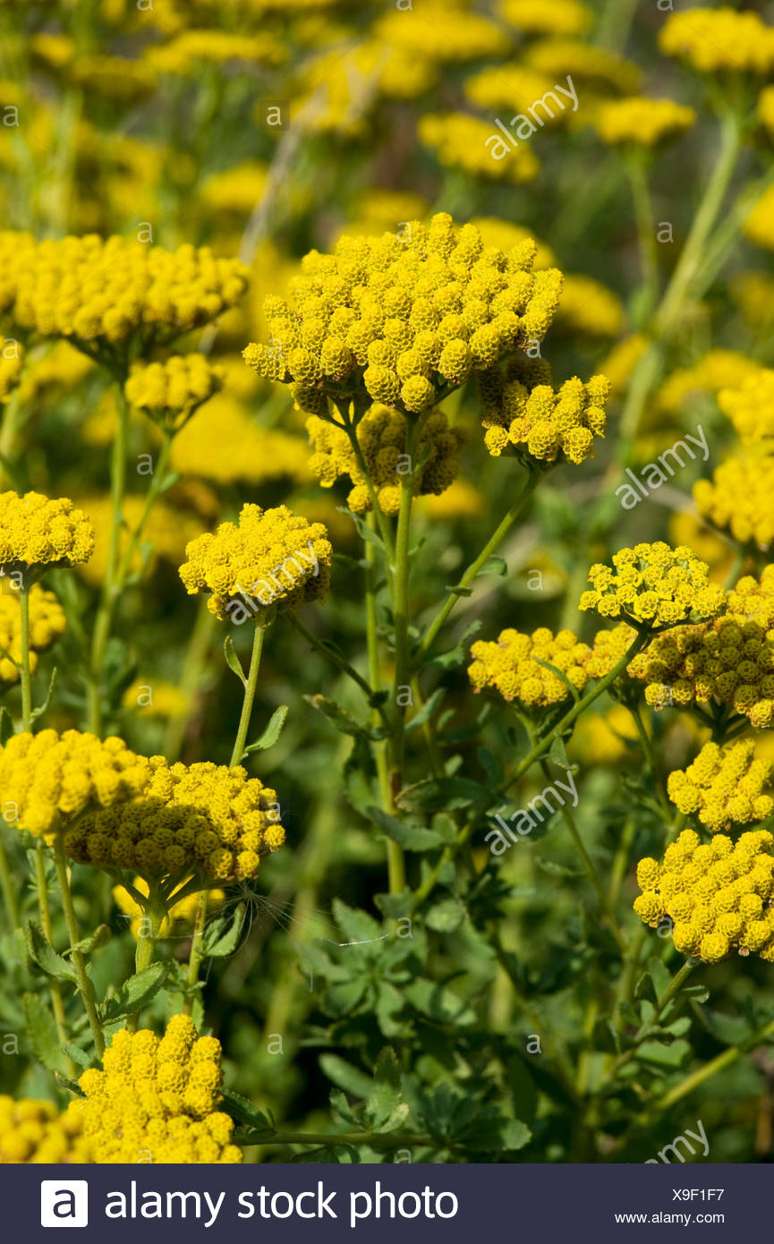 English Mace Stock Photos & English Mace Stock Images Alamy