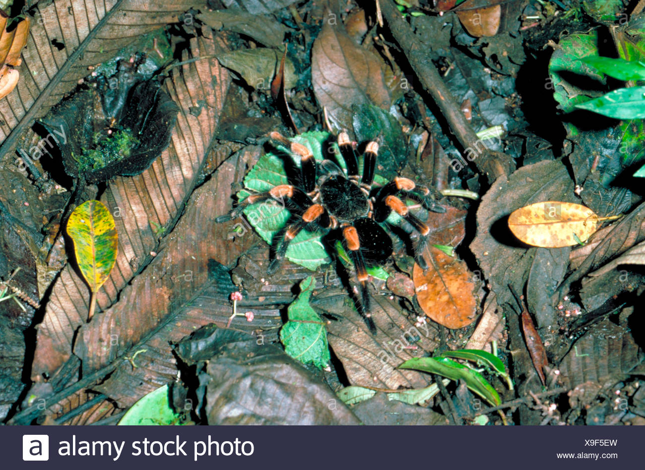 Red Kneeled Tarantula On Forest Floor Monteverde Np Rainforest