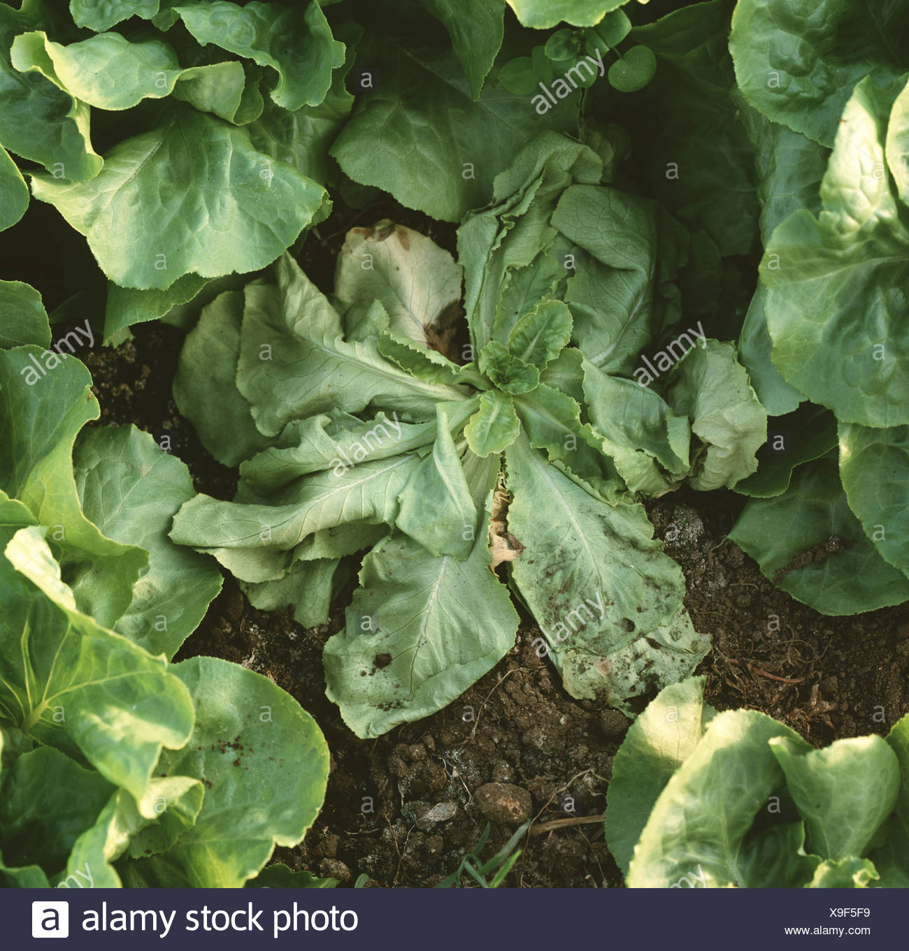 Sclerotinia Sclerotiorum High Resolution Stock Photography and Images ...