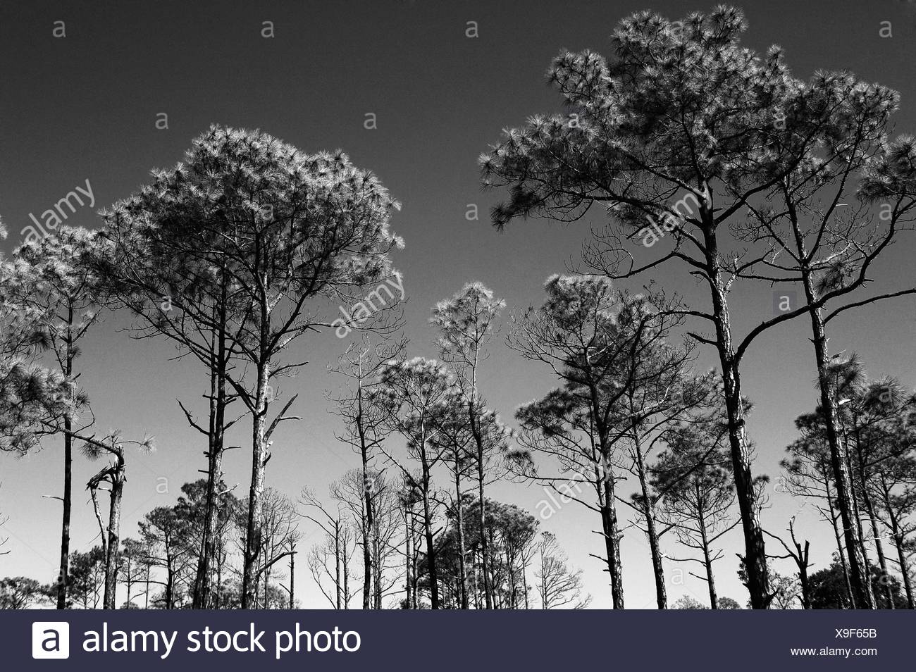 Florida Pine Trees High Resolution Stock Photography and Images Alamy
