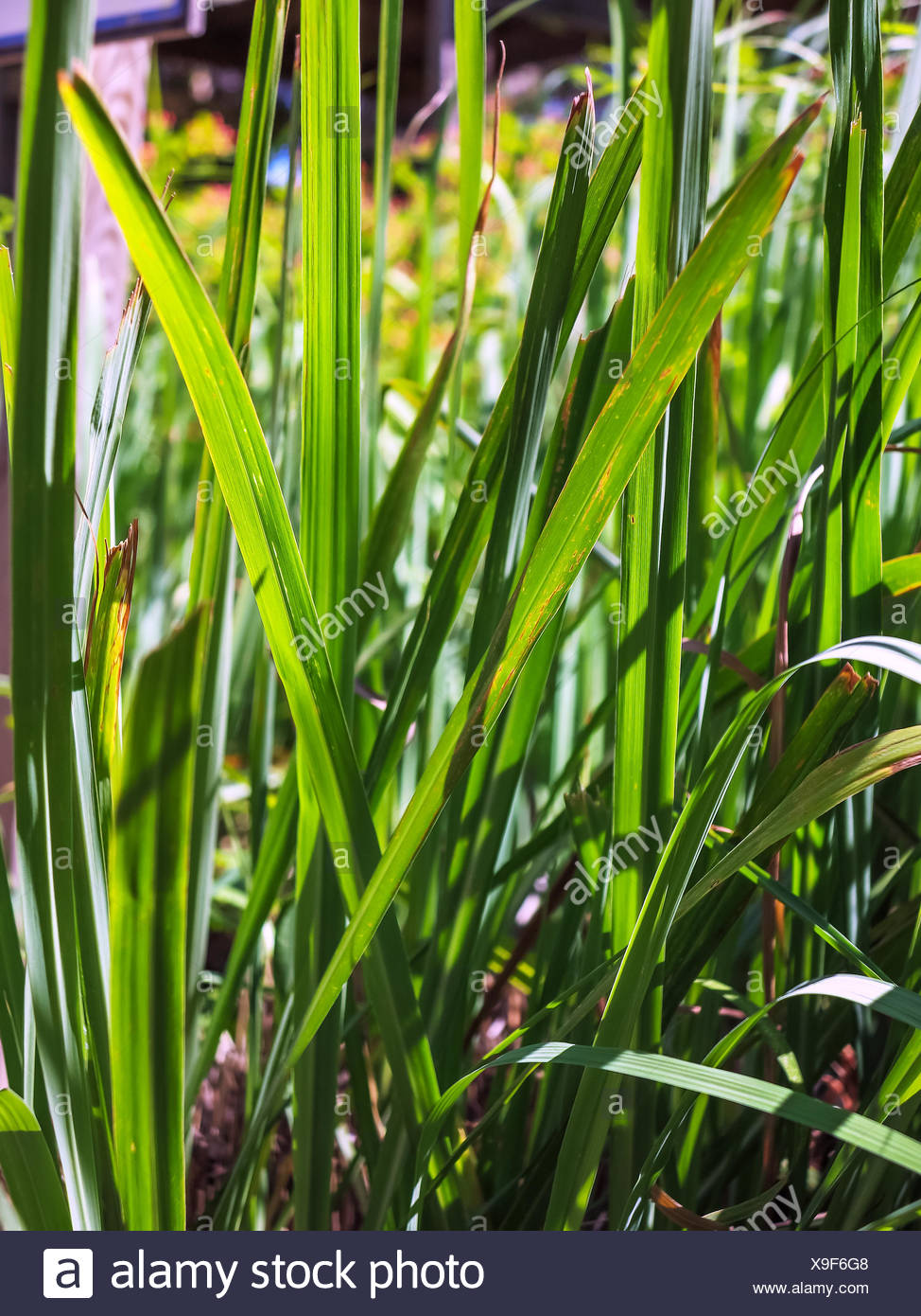Citronella Plant Stock Photos & Citronella Plant Stock Images Alamy