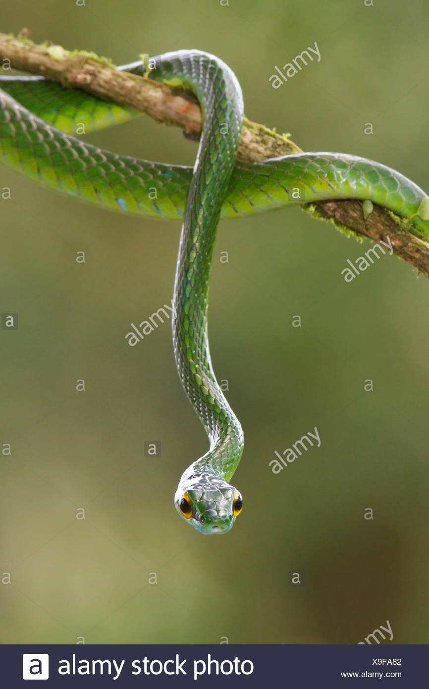 Snake Tree Branch High Resolution Stock Photography and Images Alamy