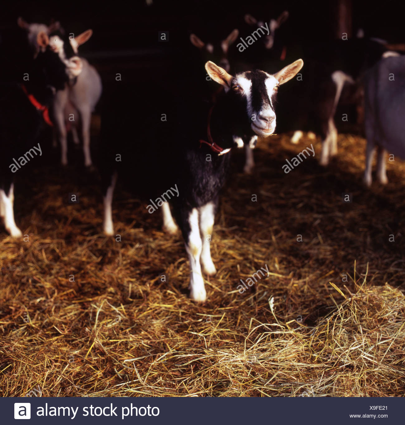 Black And White Goats High Resolution Stock Photography and Images - Alamy