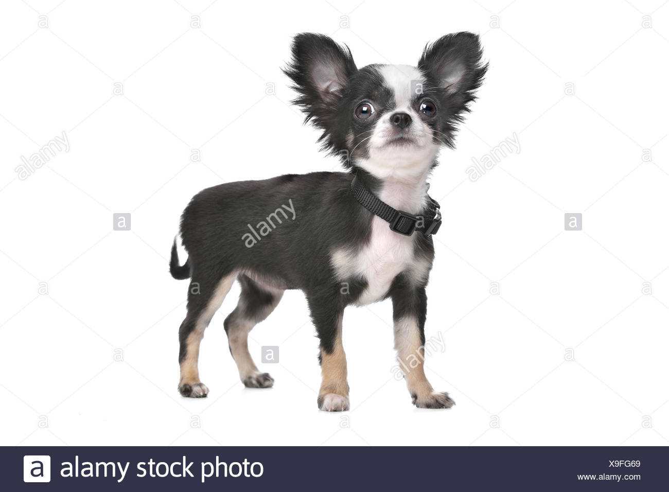 Long Haired Chihuahua Puppy Stock Photo 281239793 Alamy
