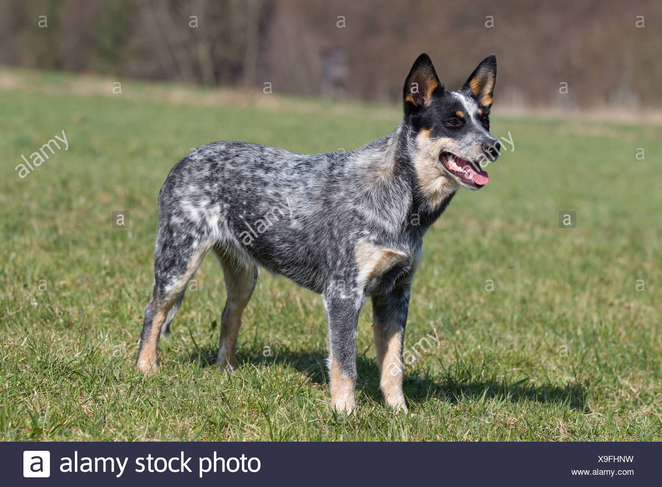 Australian Cattle Dog Stock Photo Alamy