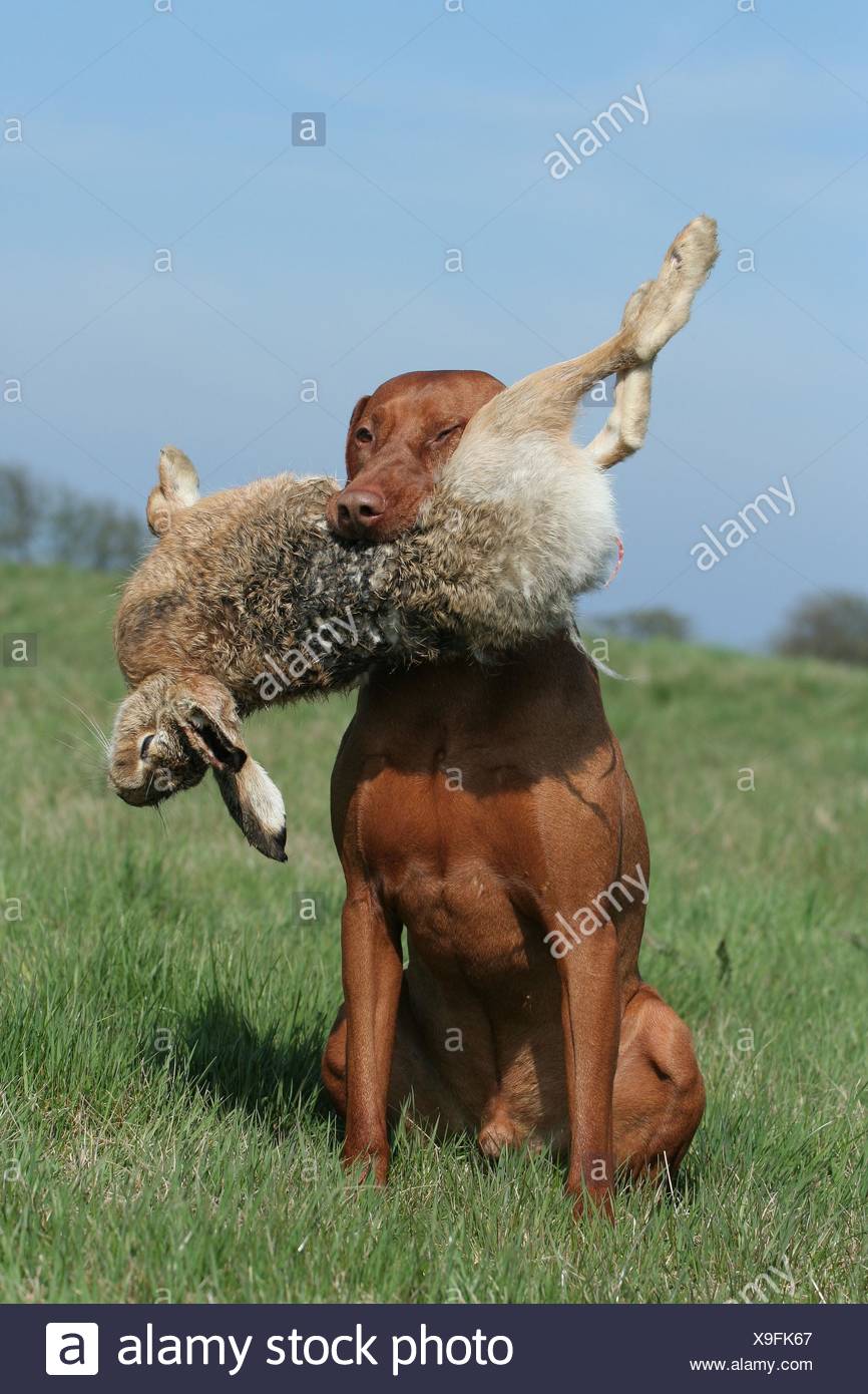 Dogs Hunting Rabbit Stock Photos & Dogs Hunting Rabbit Stock Images Alamy