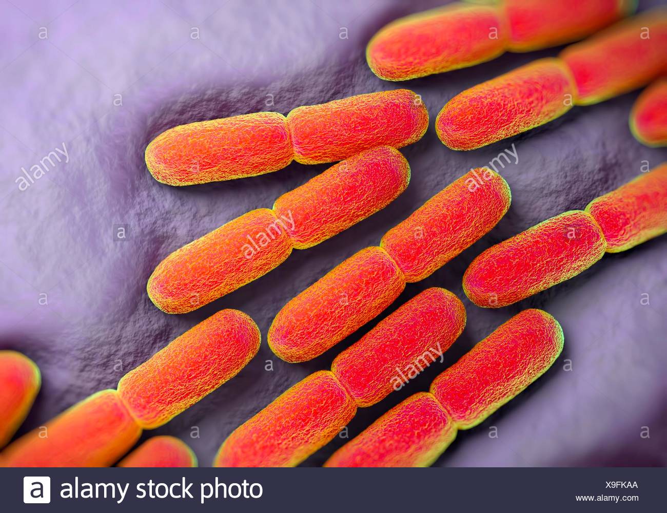 Lactobacillus High Resolution Stock Photography and Images Alamy
