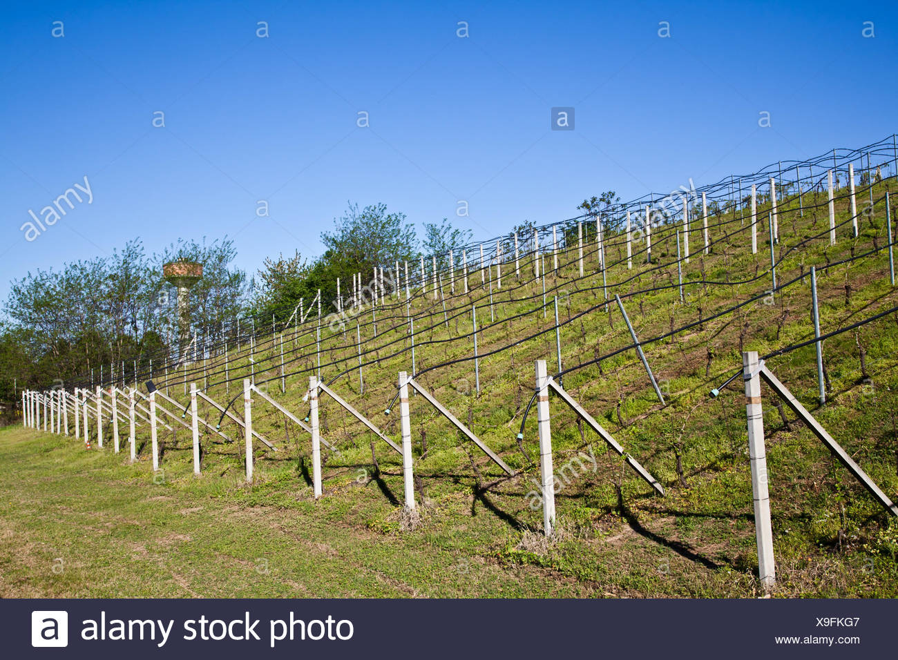 Vineyard Drip Irrigation Stock Photos & Vineyard Drip Irrigation Stock