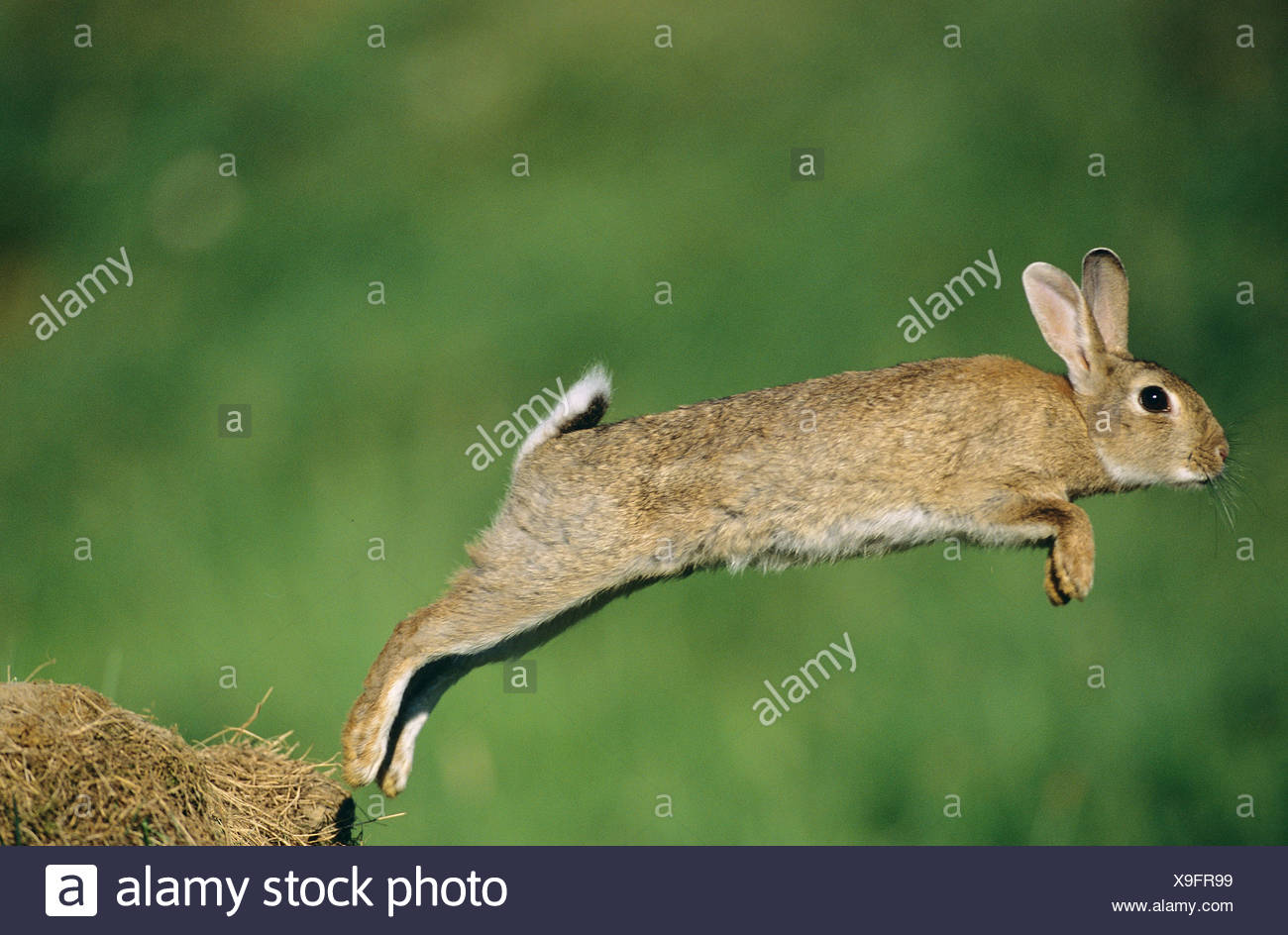 Jumping Rabbit High Resolution Stock Photography and Images Alamy