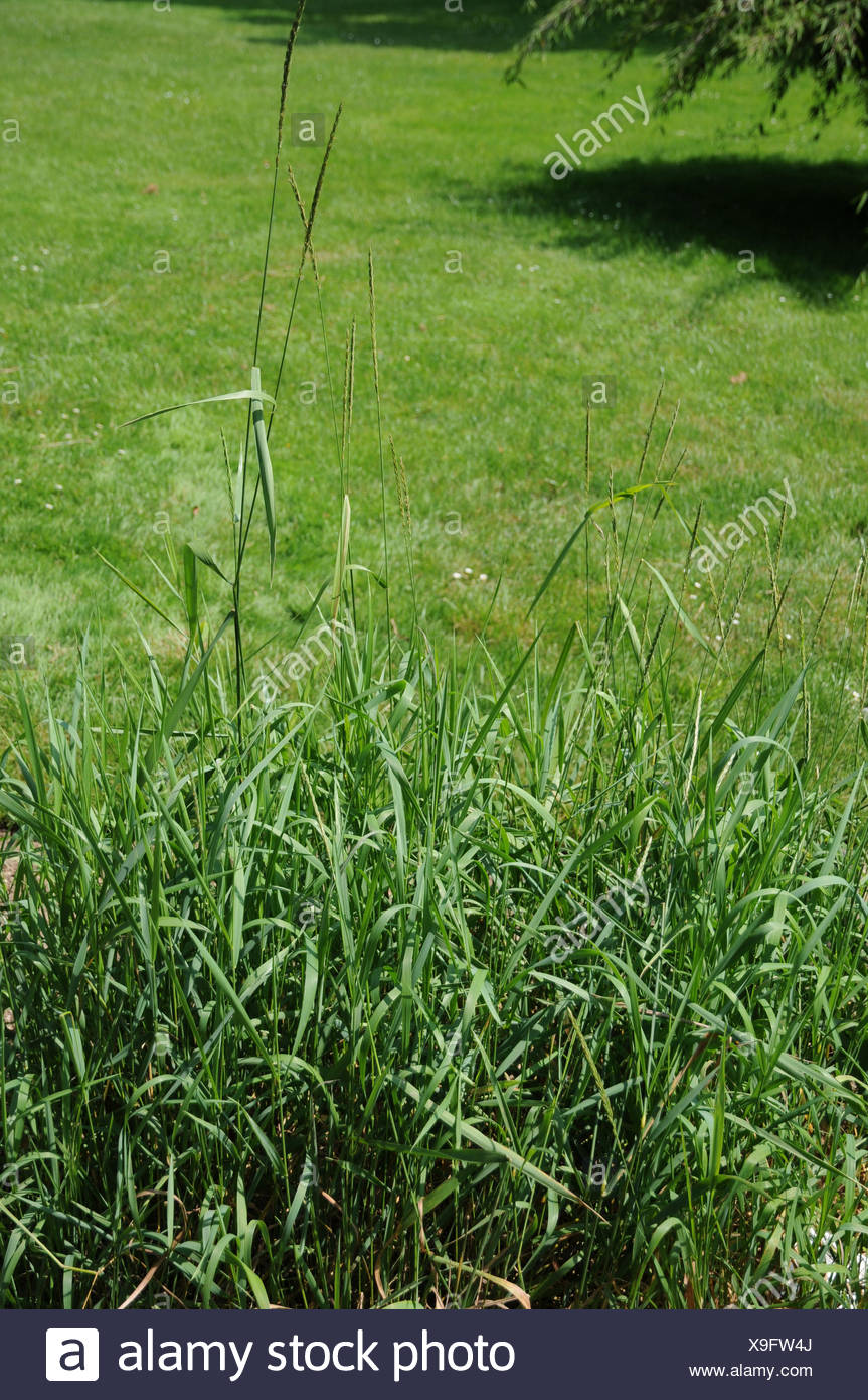 Quick Grass High Resolution Stock Photography and Images Alamy