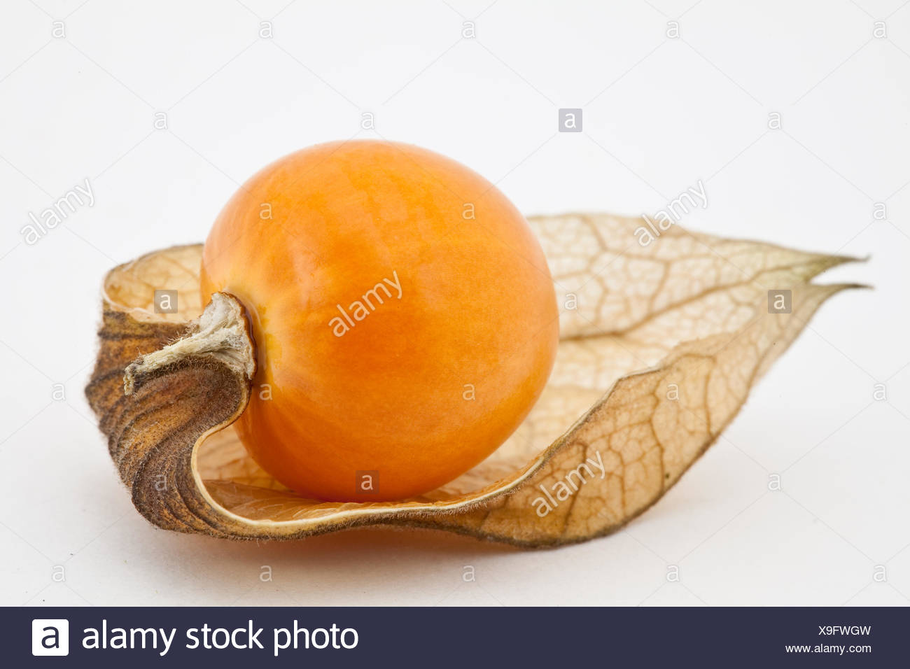 Tomato Calyx High Resolution Stock Photography and Images Alamy