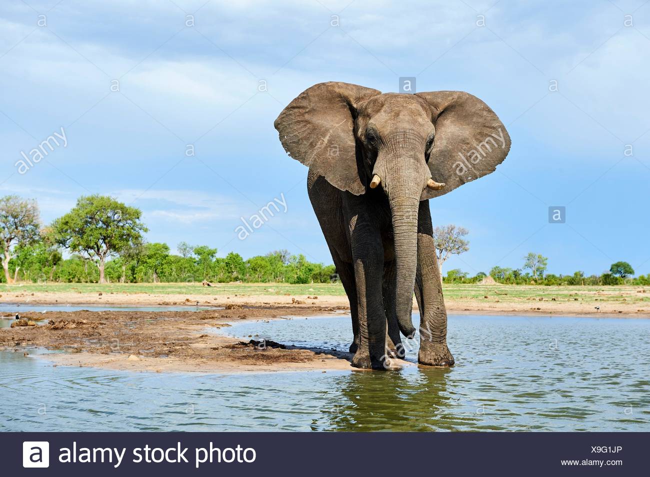 African elephant (Loxodonta africana) drinking at a watehole. Hwange National Park, Zimbabwe. Stock Photo