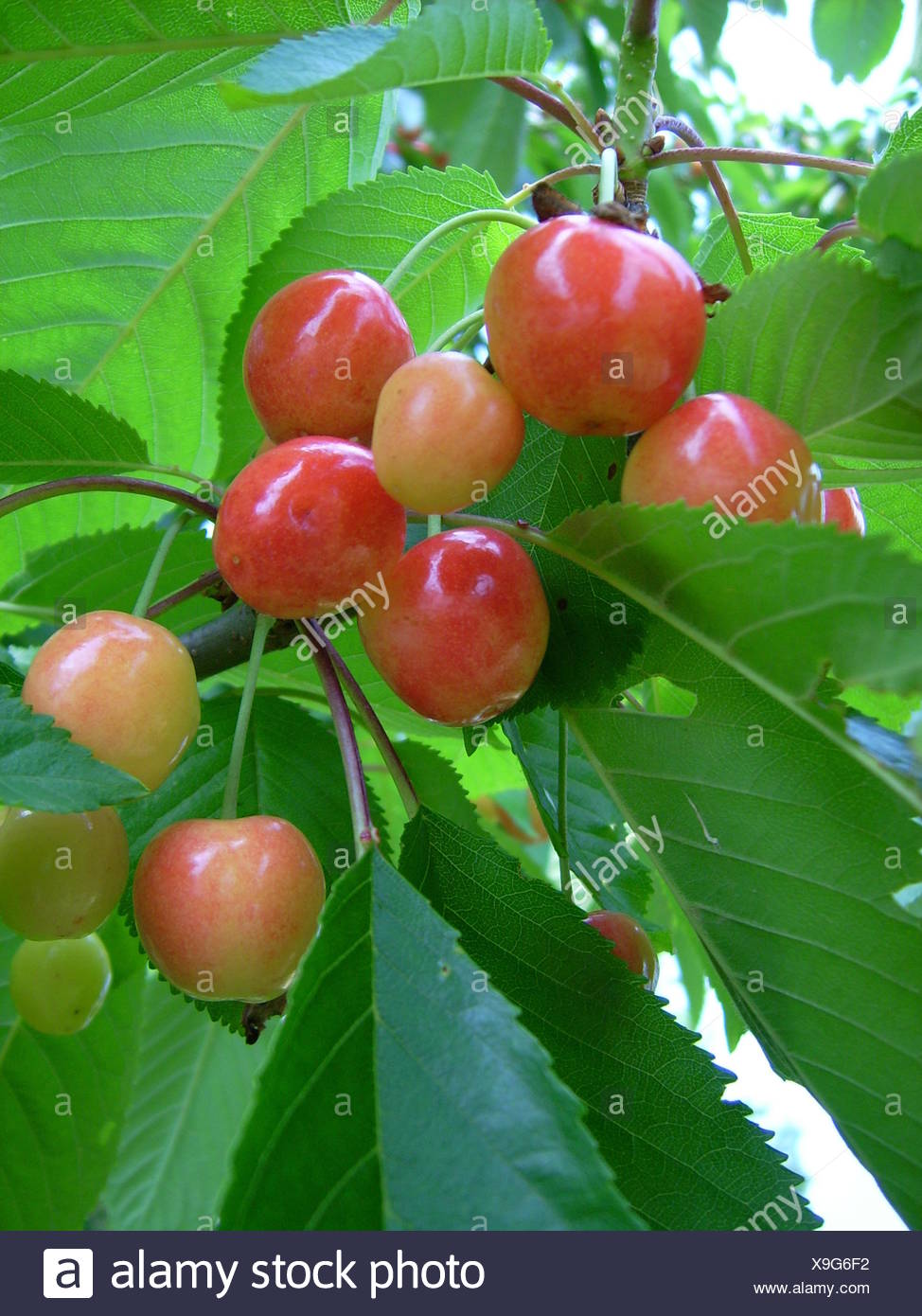 Vitamins Vitamines Garden Fruit Cake Pie Shrub Bush Cherry Berries Brandy Jam Stock Photo Alamy