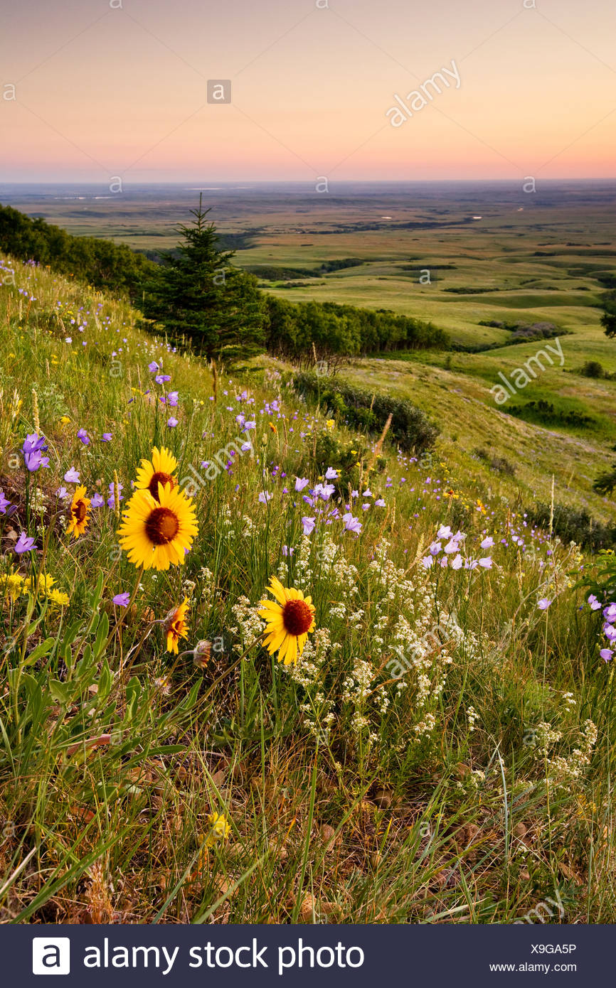 Wildflowers Vertical High Resolution Stock Photography and Images - Alamy