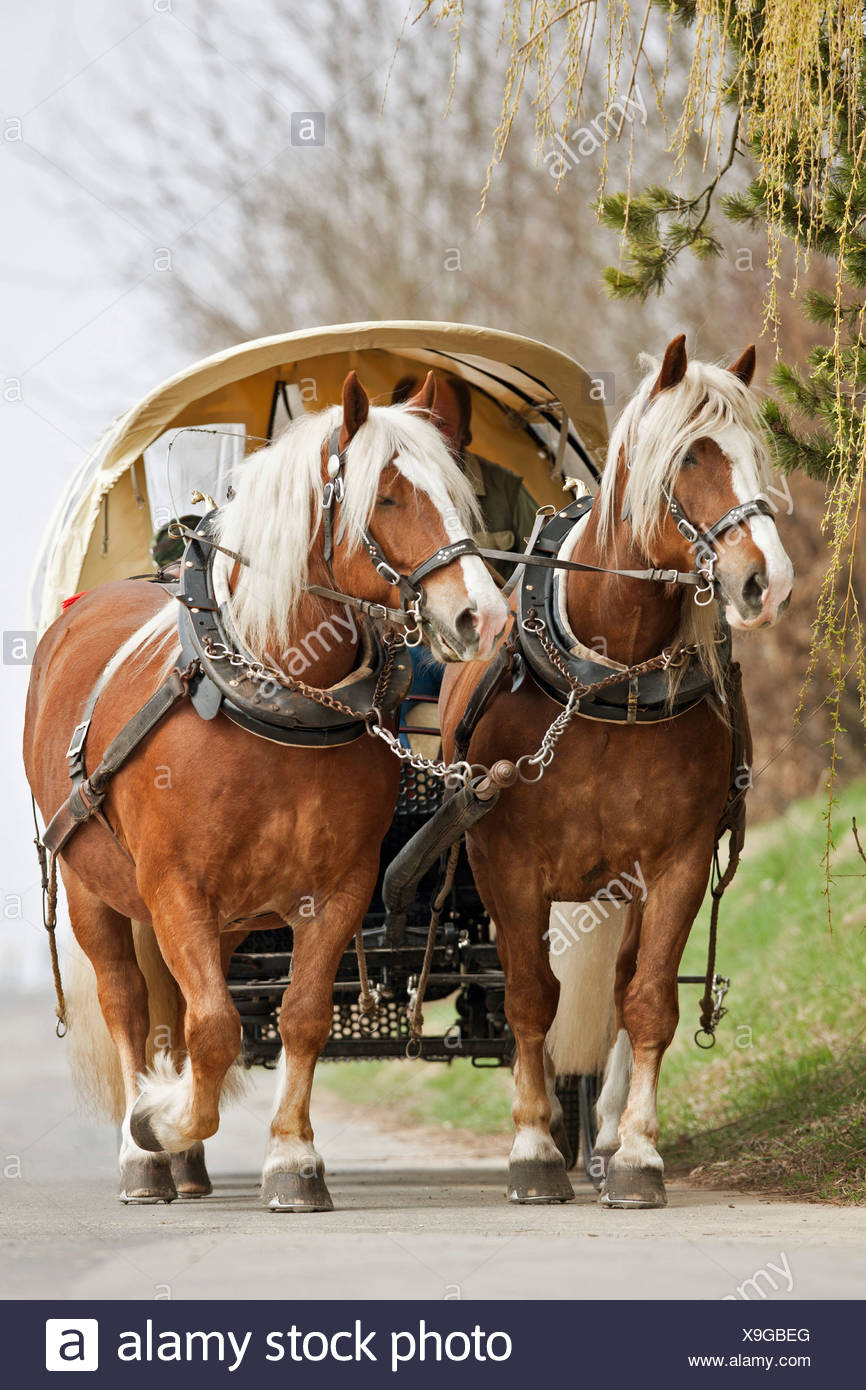Horses Drawing Dray High Resolution Stock Photography and Images Alamy