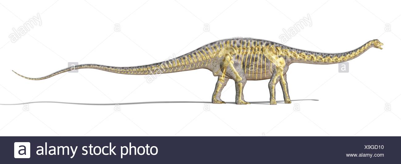 Diplodocus Fossil Stock Photos & Diplodocus Fossil Stock Images Alamy