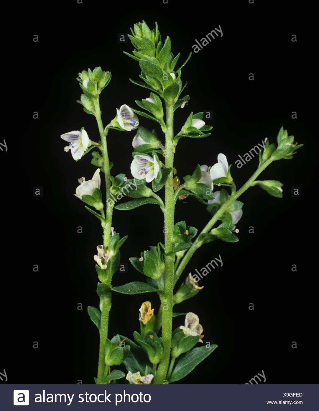 Thyme Leaved Speedwell Veronica Serpyllifolia High Resolution Stock