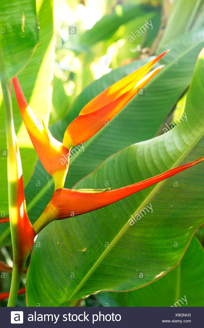 Botanischer Garten Teneriffa Stock Photos Botanischer Garten