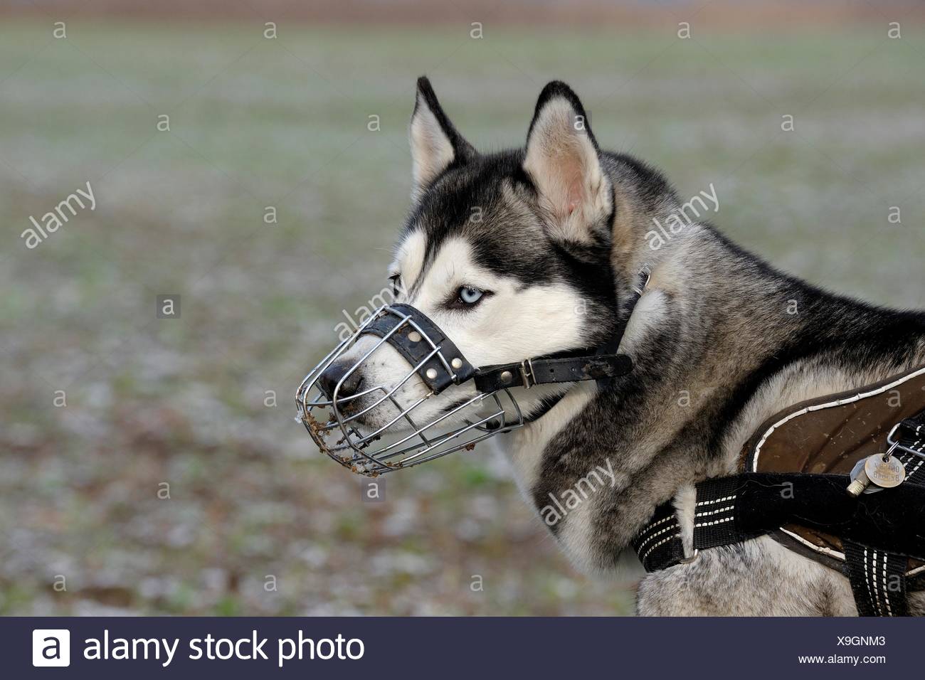 husky muzzle