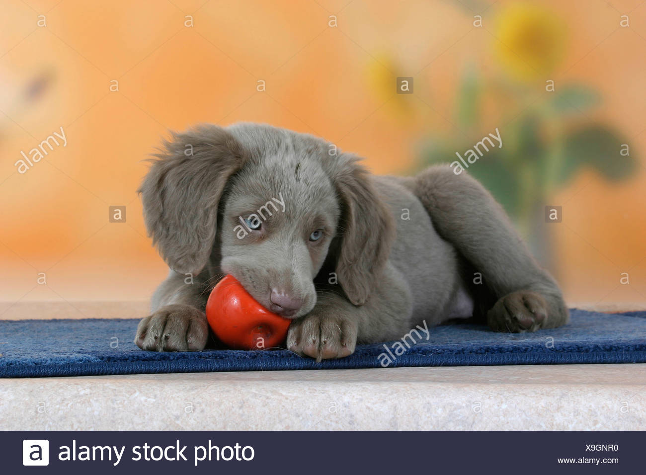 Long Haired Weimaraner Puppy 9 Weeks With Toy Stock Photo