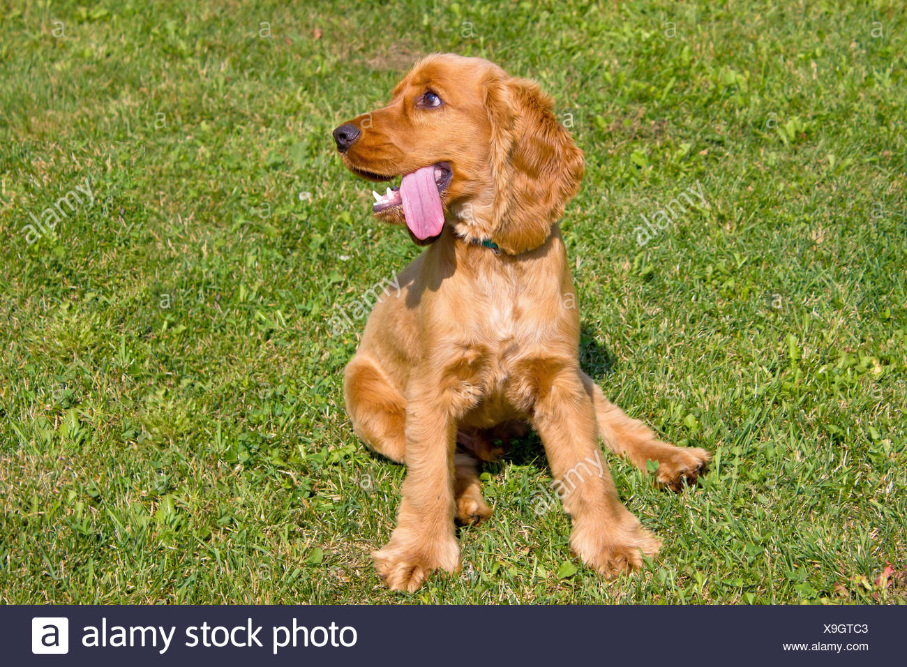 red cocker spaniel for sale