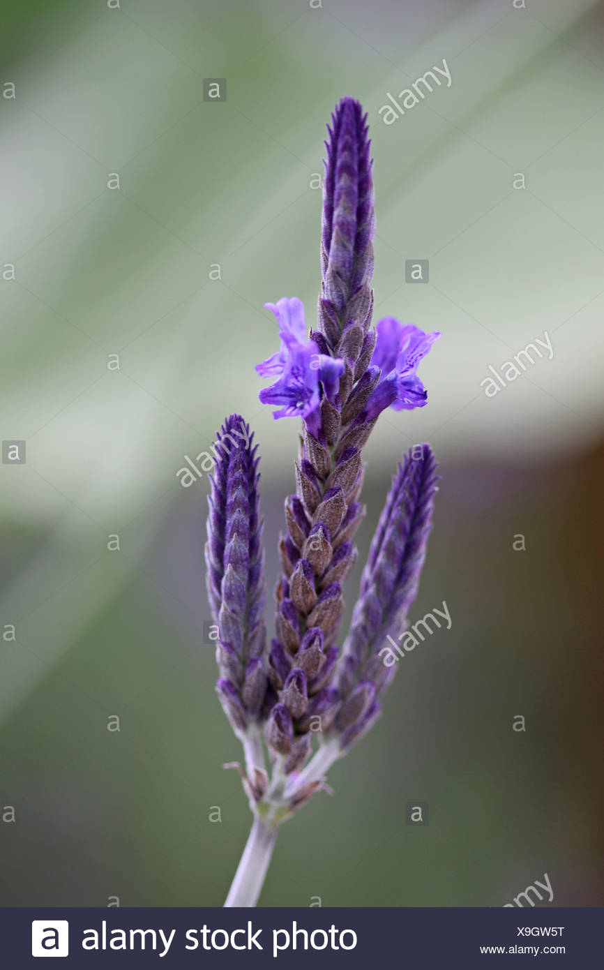 Lavandula Pinnata Lavender Fernleaf Lavender Blue Stock Photo Alamy