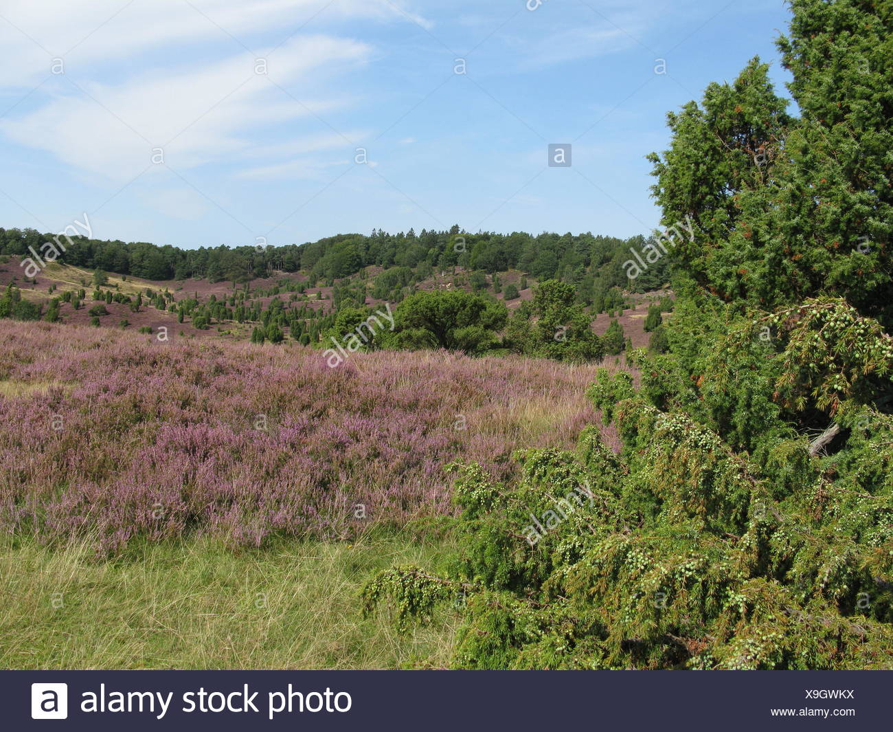 plant, conservation of nature, nature-sanctuary, tourist attraction, Northern Stock Photo