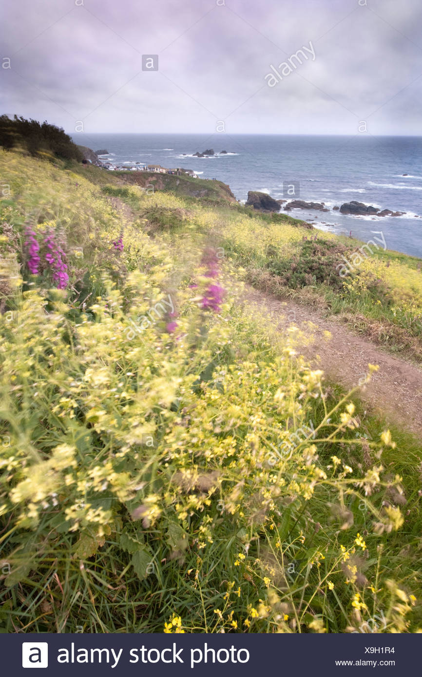 Black Mustard High Resolution Stock Photography and Images Alamy